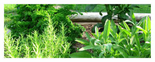 herbs_garden